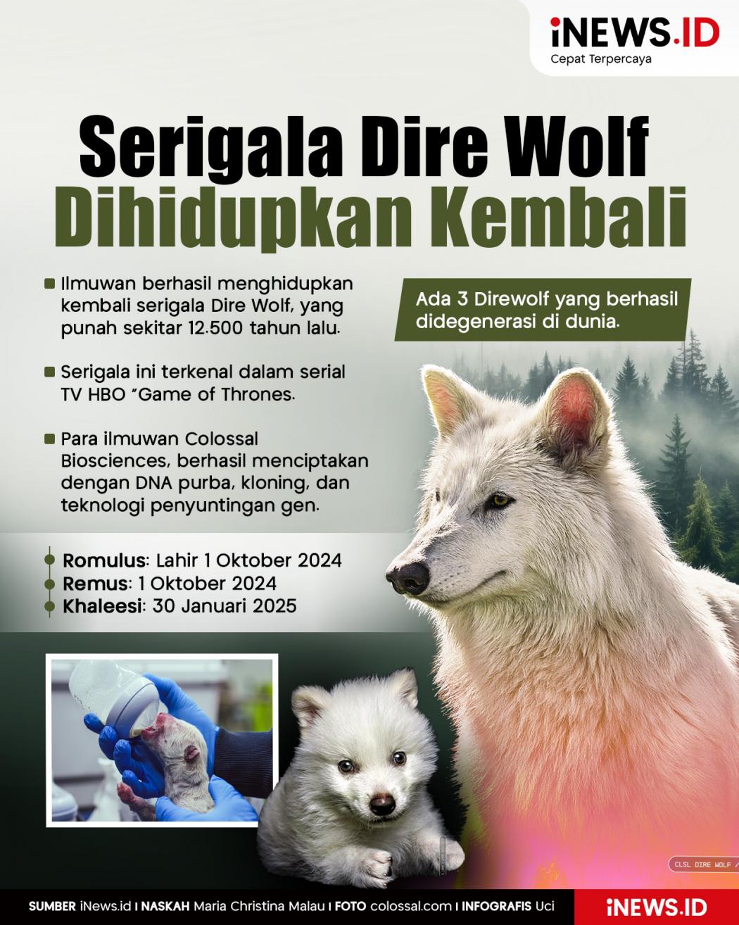 Infografis Punah 12.500 Tahun Lalu, Serigala Dire Wolf Berhasil Dihidupkan Kembali!