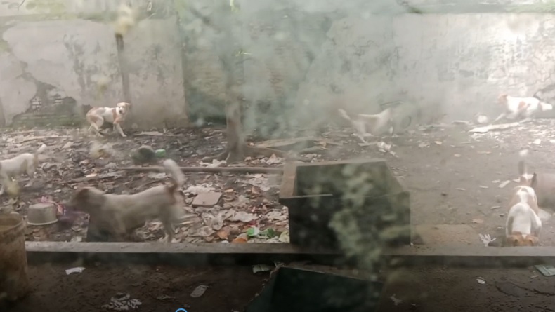 Pria di Surabaya Ditemukan Tewas Mengenaskan, Jasad Diduga Dimakan 10 Anjing Peliharaannya