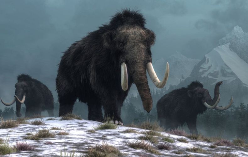Setelah Serigala Dire Wolf, Apakah Mammoth Akan Dihidupkan Kembali?