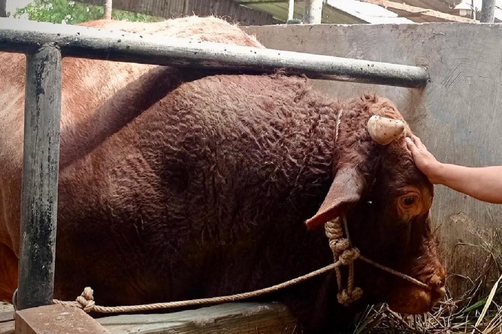 Sapi Terbesar di Jabar dari Bandung Barat Jadi Hewan Kurban Prabowo, Berbobot 1,3 Ton