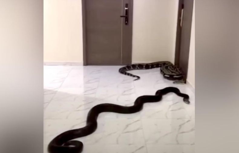 Ngeri! Pria Ini Lepas Ular di Apartemen gegara Terganggu Suara Gonggongan Anjing