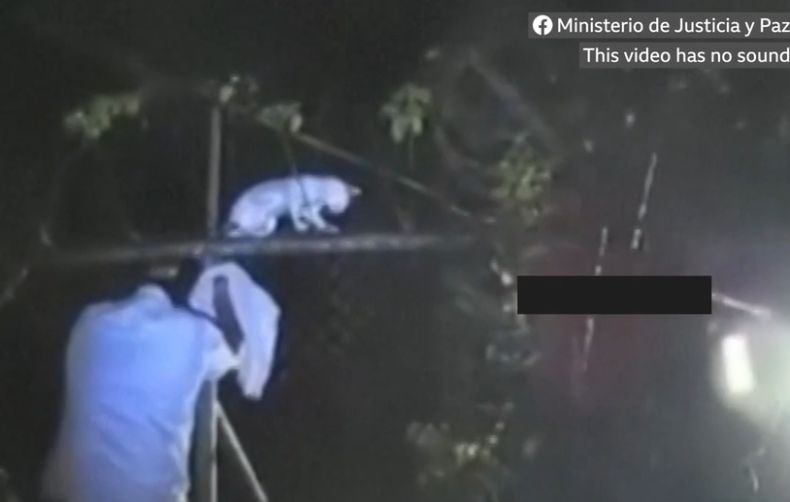 6 Fakta Kucing Dijadikan Kurir Selundupkan Narkoba ke Penjara, Nomor 1 Bikin Miris