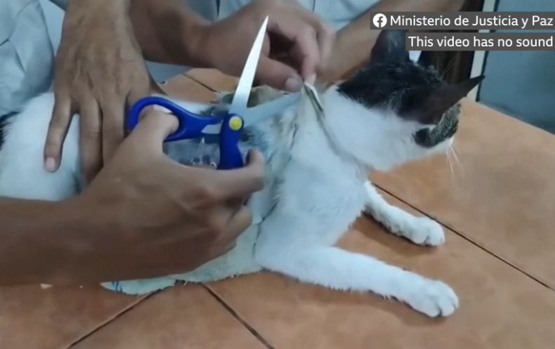 Jahatnya Pengedar Narkoba Gunakan Kucing sebagai Kurir ke Penjara, Ini Penampakannya