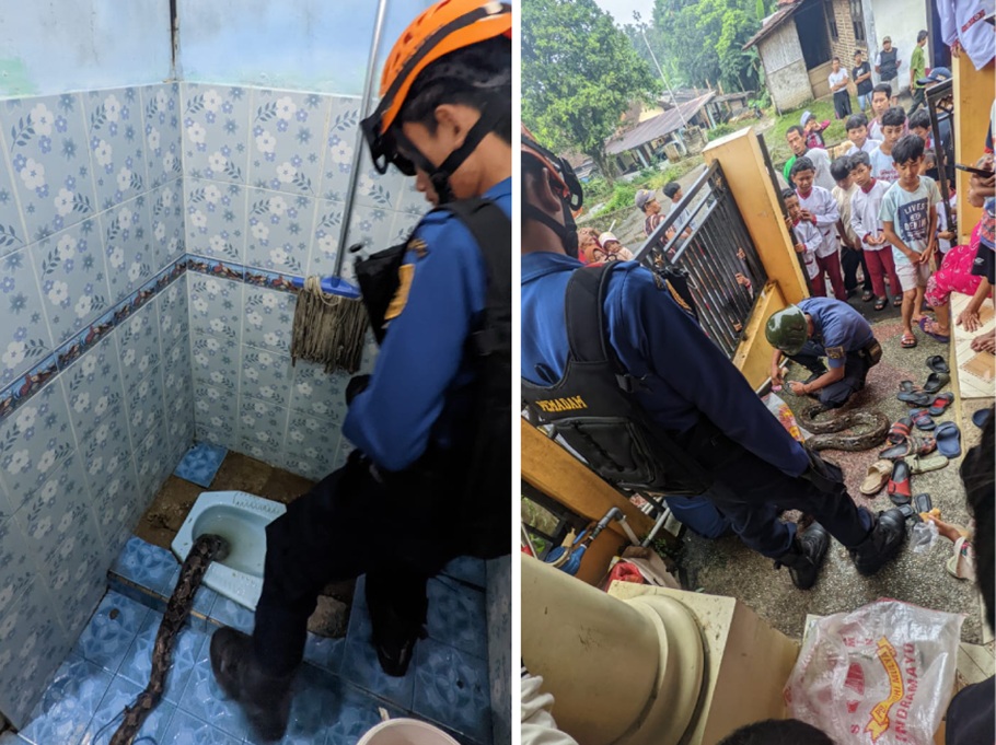 Ngeri! Damkar Evakuasi Ular Sanca 3 Meter di Kloset Kamar Mandi Warga Bogor