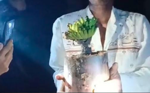 Viral Batang Pohon Pisang Bekas Bantal Jenazah di Bangkalan Tumbuh dan Berbuah