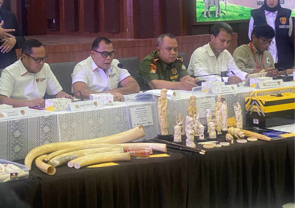 Pelaku Perdagangan Gading Gajah Jualan via TikTok dan Facebook