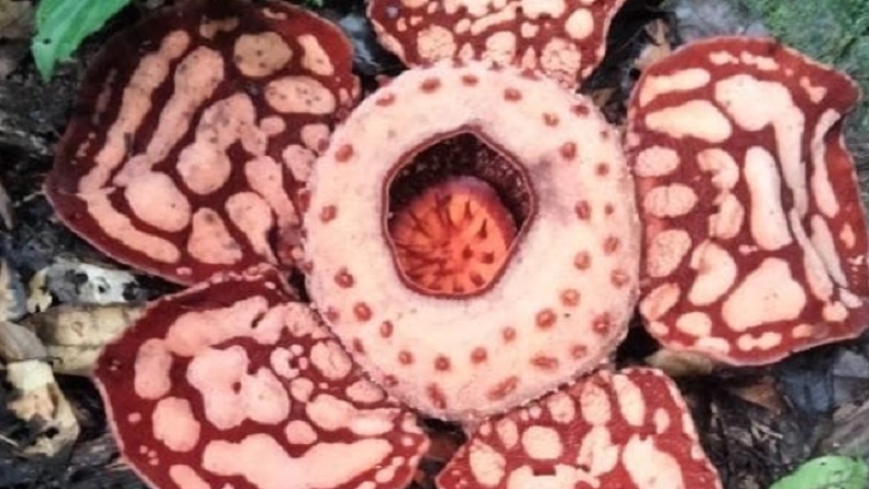 Fenomena Langka di Hutan Muratara, Warga Temukan Bunga Rafflesia Hasseltii sedang Mekar