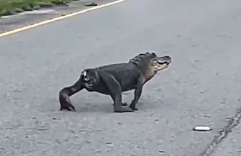 Viral Buaya Tanpa Ekor Nyeberang Jalan, Netizen Kasihan