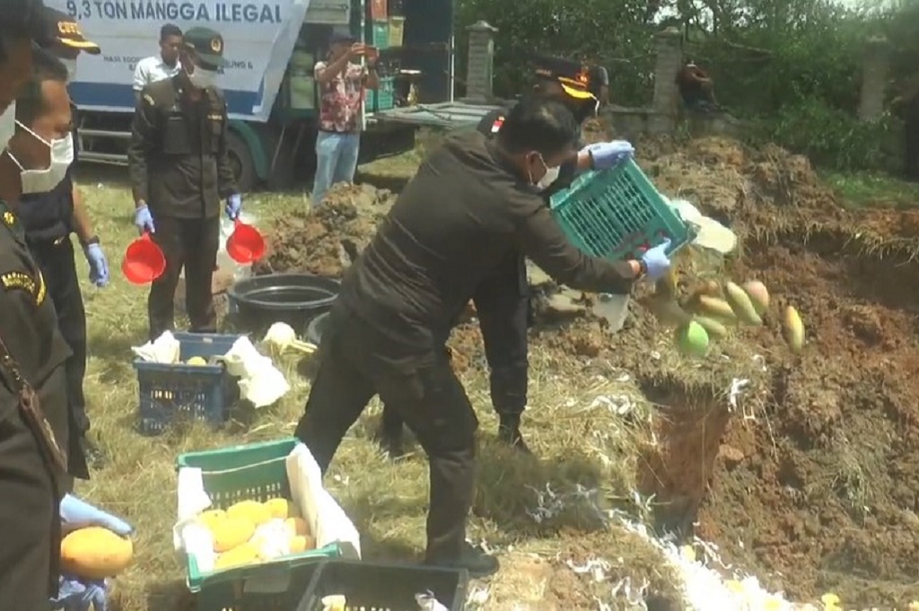 Kronologi Bea Cukai Kubur 9,3 Ton Mangga Ilegal di Asahan, malah Digali dan Dijarah Warga