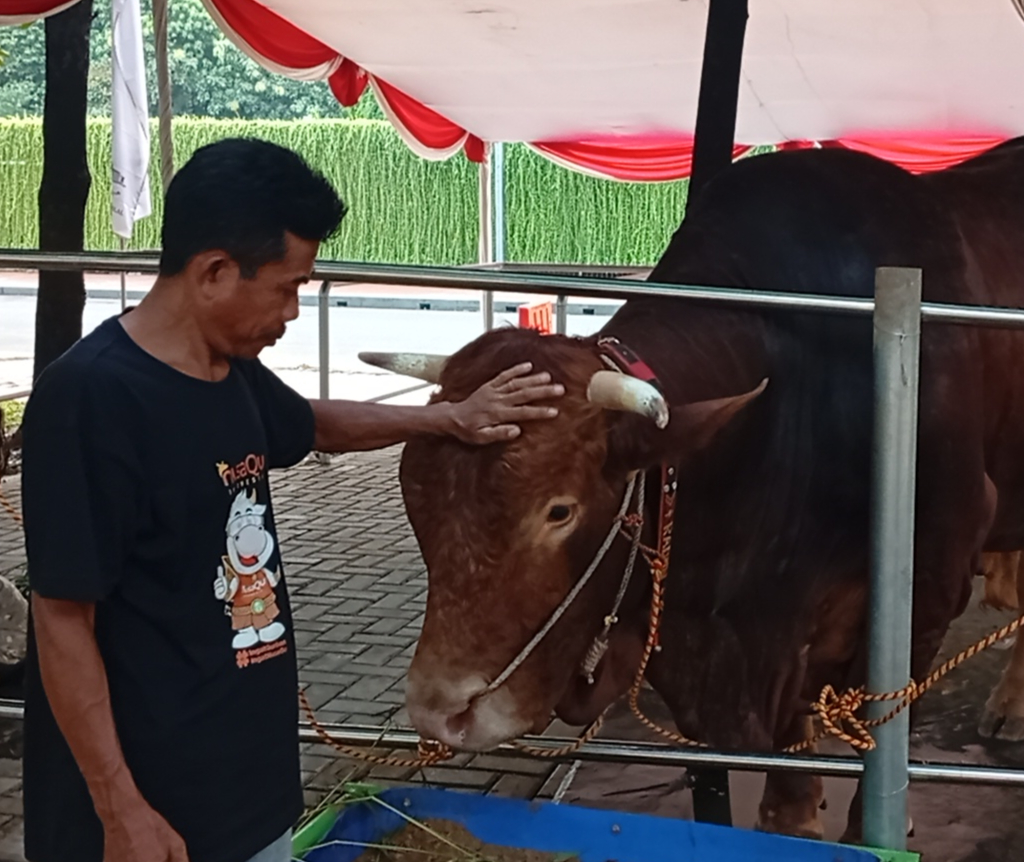 Prabowo-Gibran Kurban 2 Ekor Sapi Limosin di Masjid Istiqlal