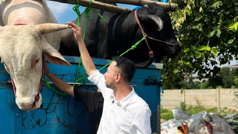 Sapi Raffi Ahmad dari Mana? Ukuran Jumbo dan Berkualitas