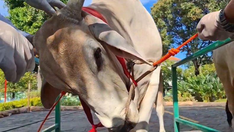 800 Warga Payakumbuh Nikmati Daging Sapi Kurban Prabowo Jenis Simental Berbobot 1,06 Ton