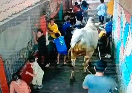 Sapi Kurban Mengamuk Seruduk Kerumunan Warga di Kopo Bandung, 4 Anak Luka-Luka