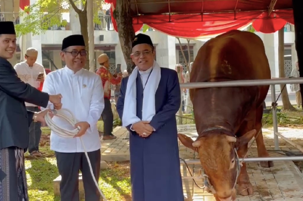 Sapi Kurban Prabowo dan Gibran Resmi Diserahkan ke Istiqlal, Disembelih Besok