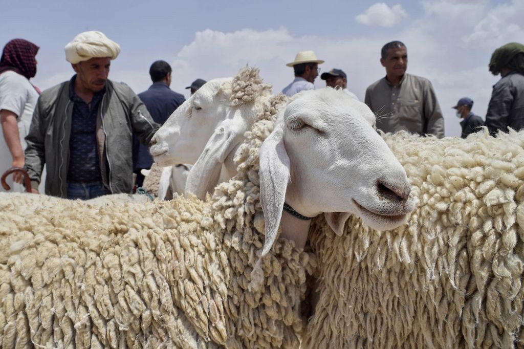 Intip Harga Kambing Kurban di Negara-Negara Muslim, Ternyata Indonesia Paling Murah