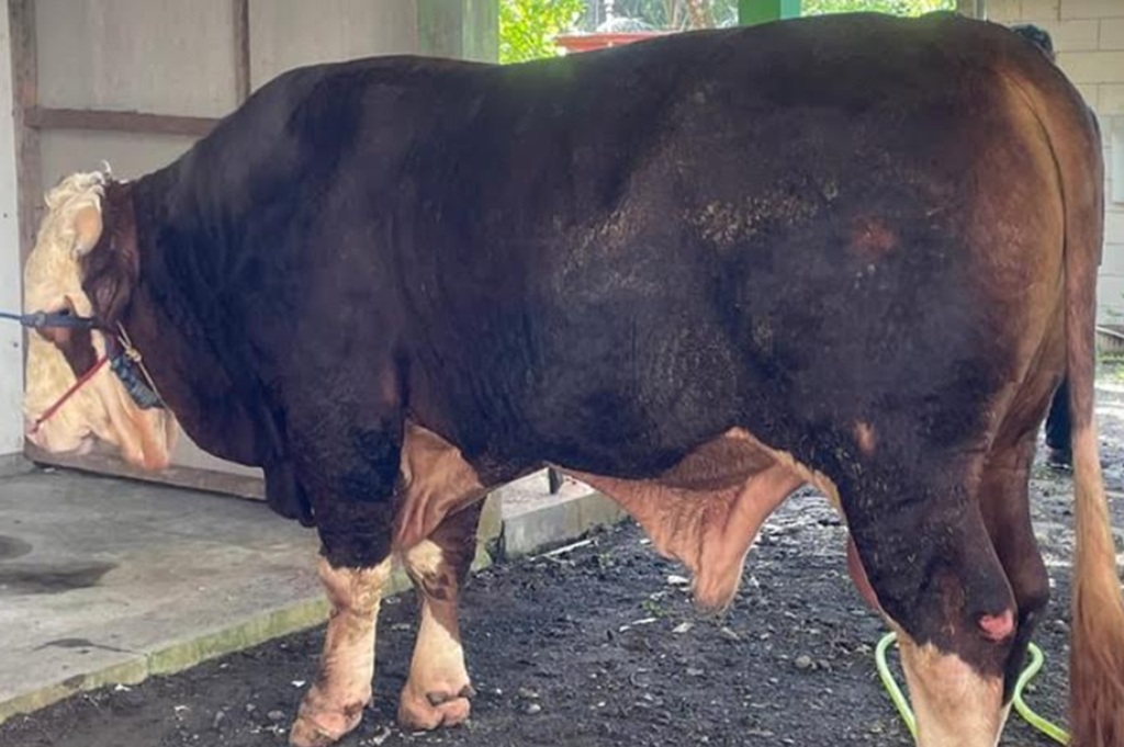 Hercules Sapi Kurban Presiden Prabowo Disembelih di Kulonprogo, Beratnya Nyaris 1 Ton!