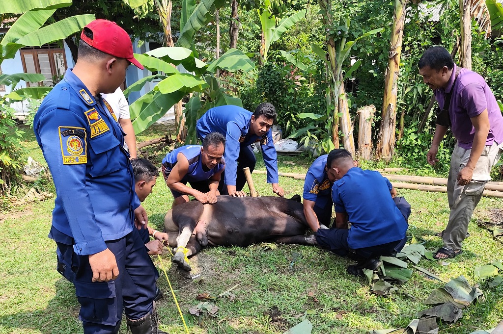 Drama Iduladha: Sapi Ngamuk, Damkar Turun Tangan hingga Jadi Jagal Dadakan