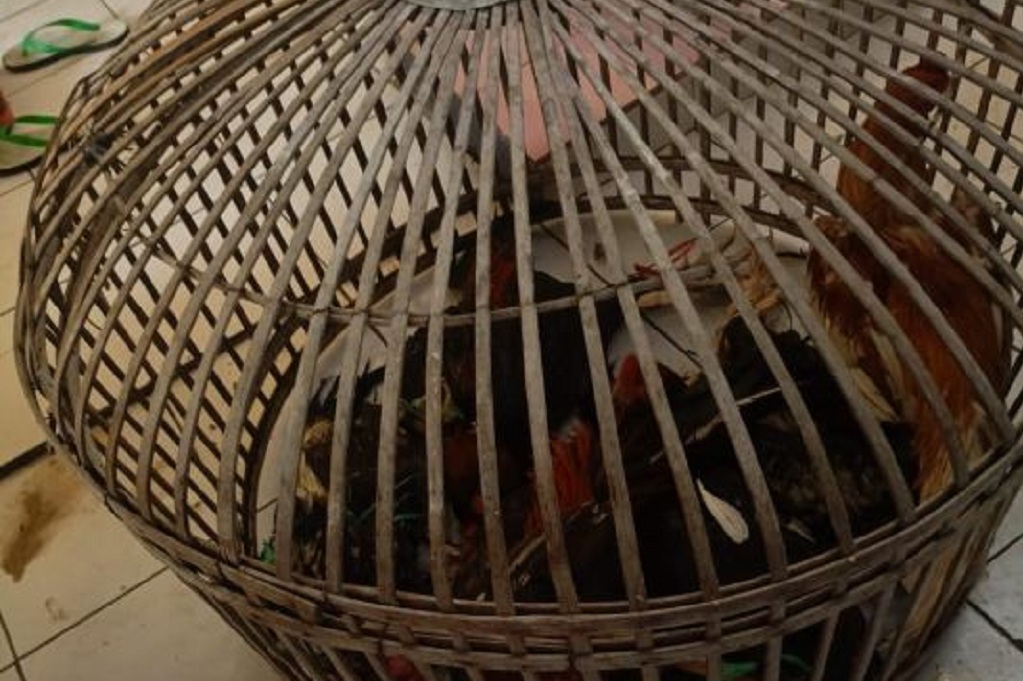Gerebek Arena Sabung Ayam di Cimenyan Bandung, 18 Orang Ditangkap Polisi