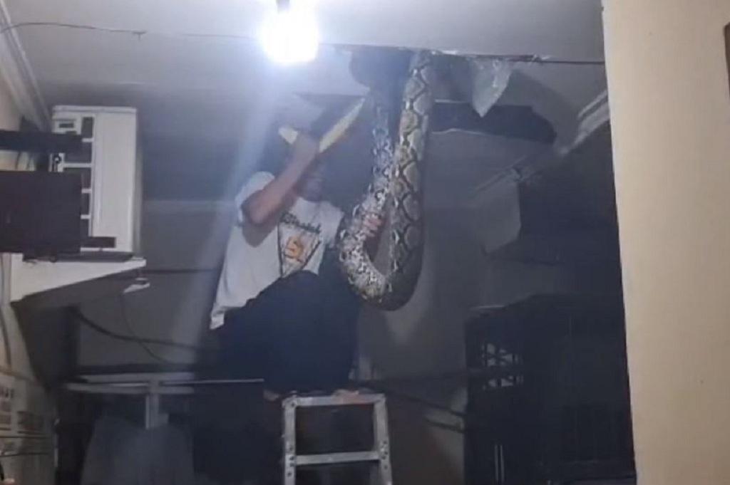 Ngeri! Ular Piton 5 Meter Jebol Plafon Ruang Tahanan Polsek Tanjung Bumi, Polisi Panik!