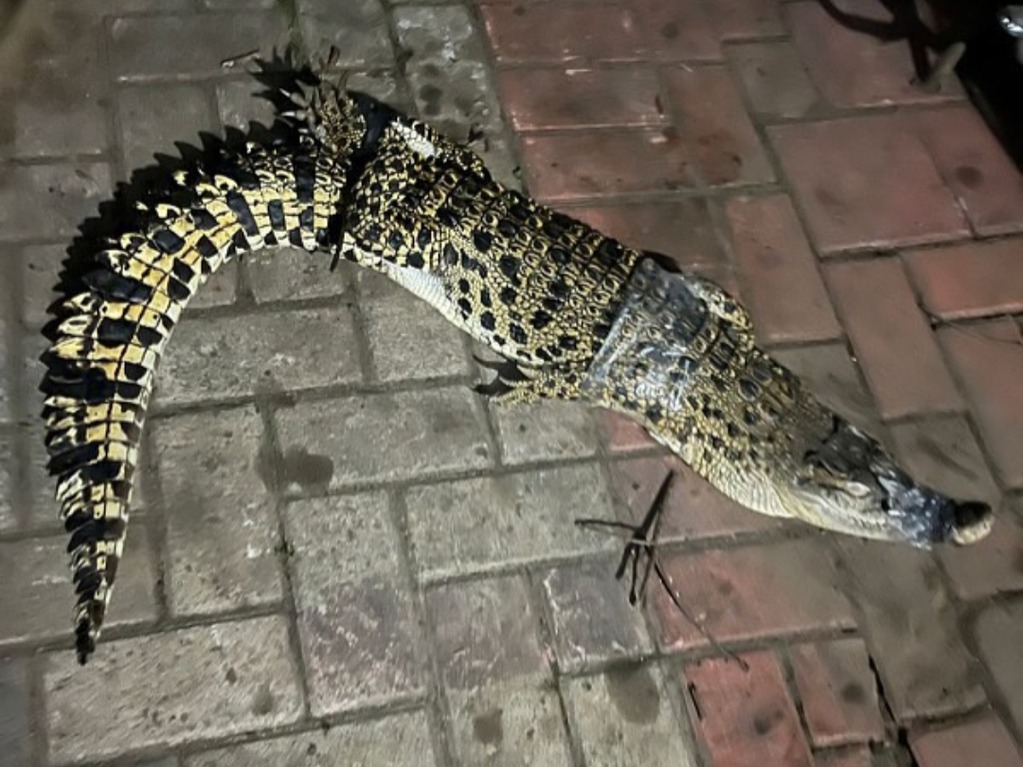 Viral Buaya 1,5 Meter Muncul dalam Saluran Irigasi di Cibinong Bogor