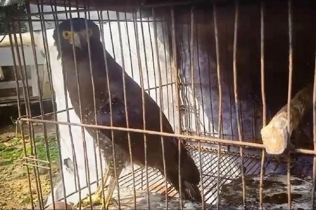 Elang Ular Bido Terjerat di Malang, Polisi dan Warga Gerak Cepat Selamatkan Satwa Langka