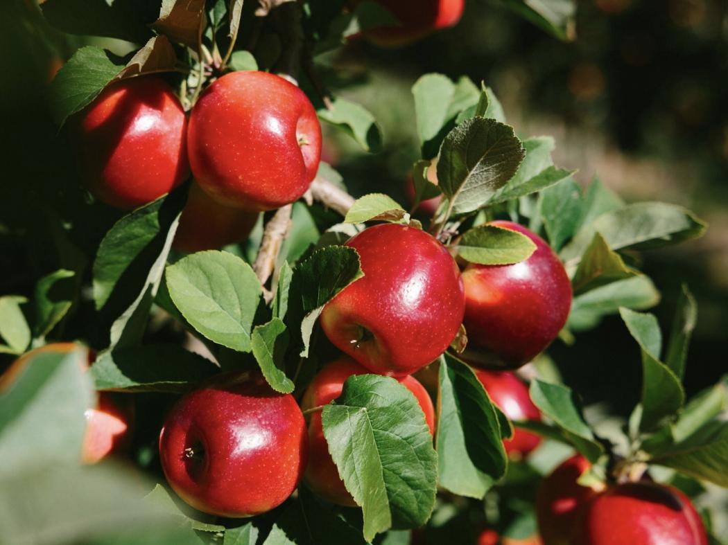 Gen Z Lebih Suka Ngemil Sehat, Ini Faktanya! 