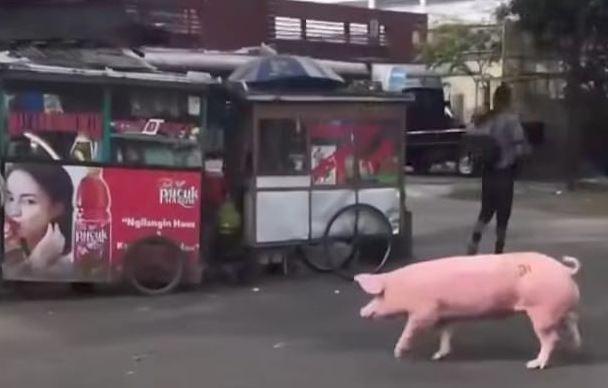 Viral Babi Berkeliaran di Jalan Arjuna Bandung, Begini Penampakannya
