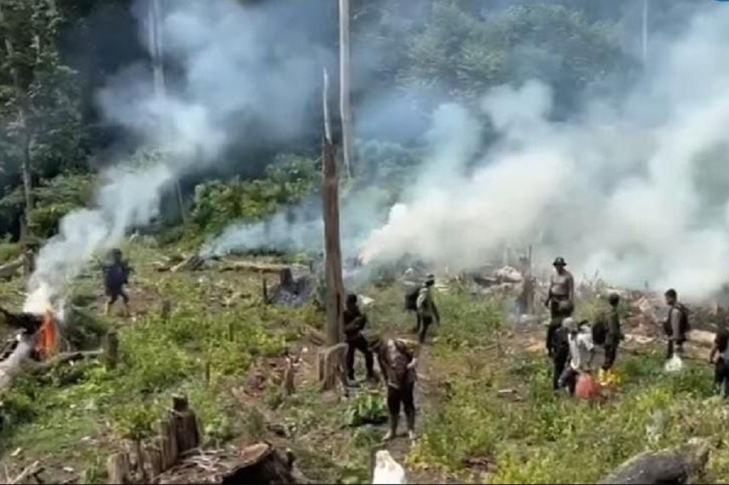 Bareskrim Temukan 25 Hektare Ladang Ganja di Nagan Raya Aceh, 180 Ton Dimusnahkan