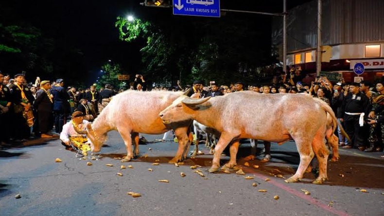 Kebo Bule Kyai Slamet Iringi Kirab Pusaka Malam 1 Suro di Solo