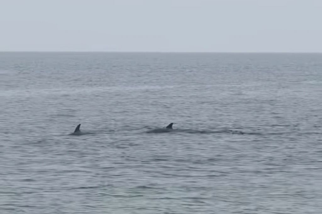 Kawanan Lumba-lumba Migrasi ke Kepulauan Seribu, Pemprov DKI: Tanda Laut Kita Sehat