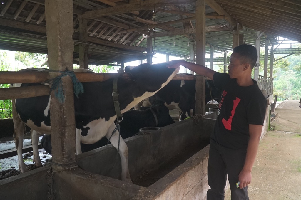 Klaster Susu di Ponorogo Berhasil Tingkatkan Kapasitas Produksi Berkat Fasilitas Pembiayaan dari BRI