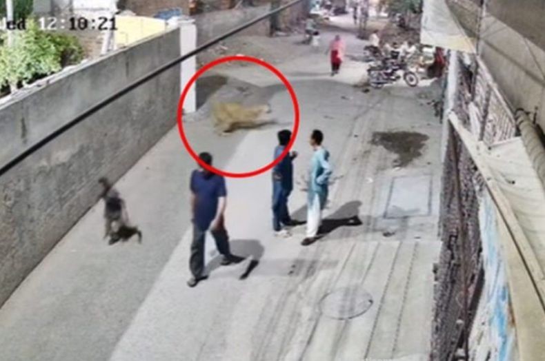 Ngeri! Singa Peliharaan Kabur dari Rumah lalu Terkam 3 Pejalan Kaki