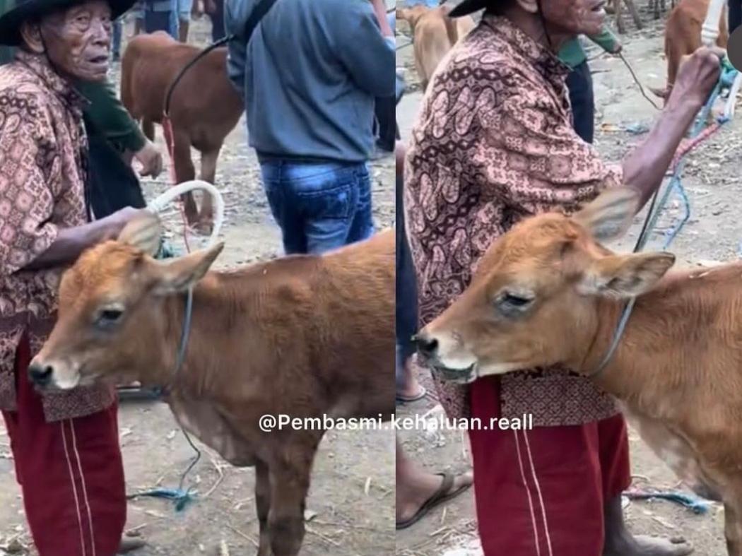 Mengharukan, Viral Kakek Jual Sapi untuk Bertahan Hidup Bikin Netizen Sedih