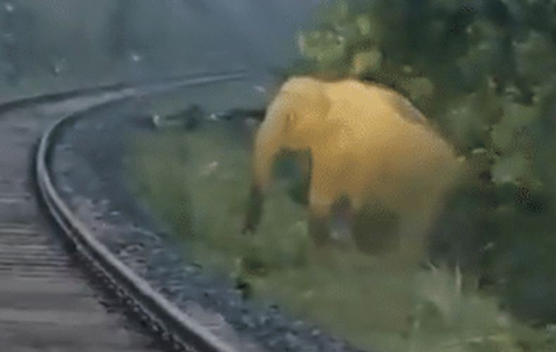 Viral! Masinis Ini Hentikan Kereta 2 Jam, Sabar Tunggu Gajah Melahirkan di Samping Rel
