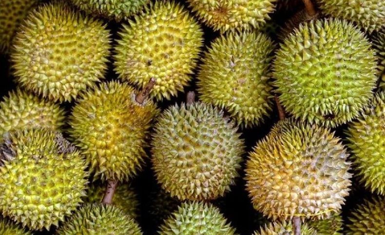 Apes, Pemotor Ini Tabrak Mobil Pikap lalu Mendarat di Tumpukan Durian
