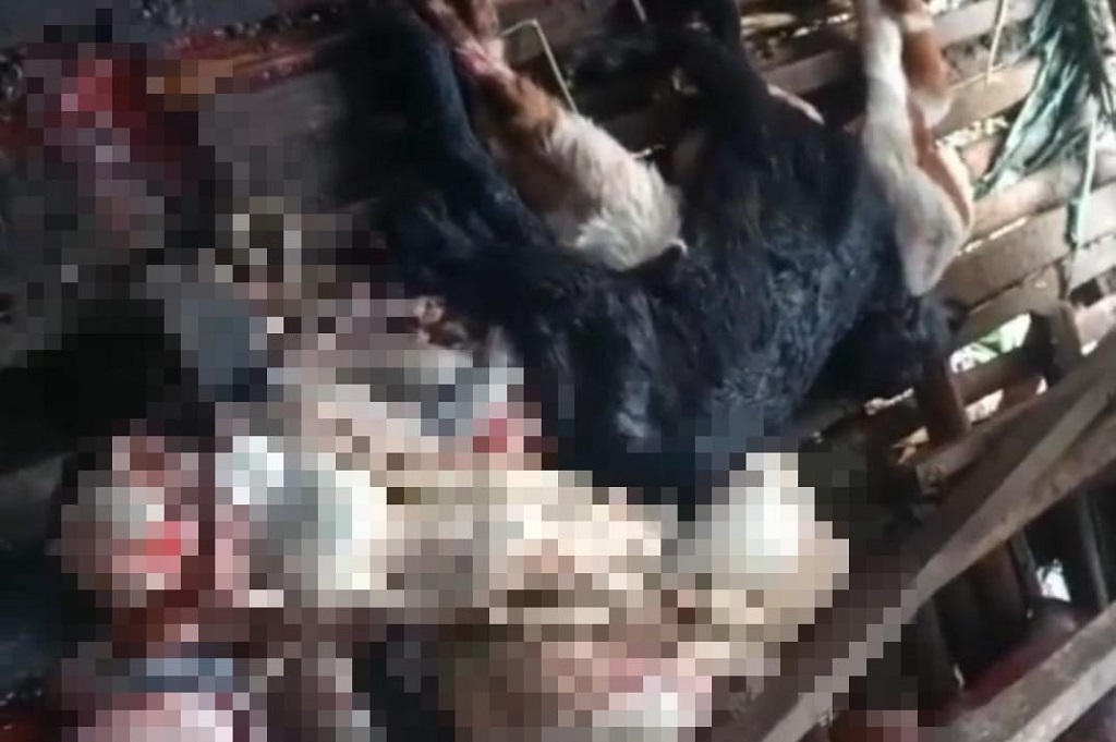Heboh! Maling Kambing Hantui Kota Depok, Cuma Sisakan Jeroan