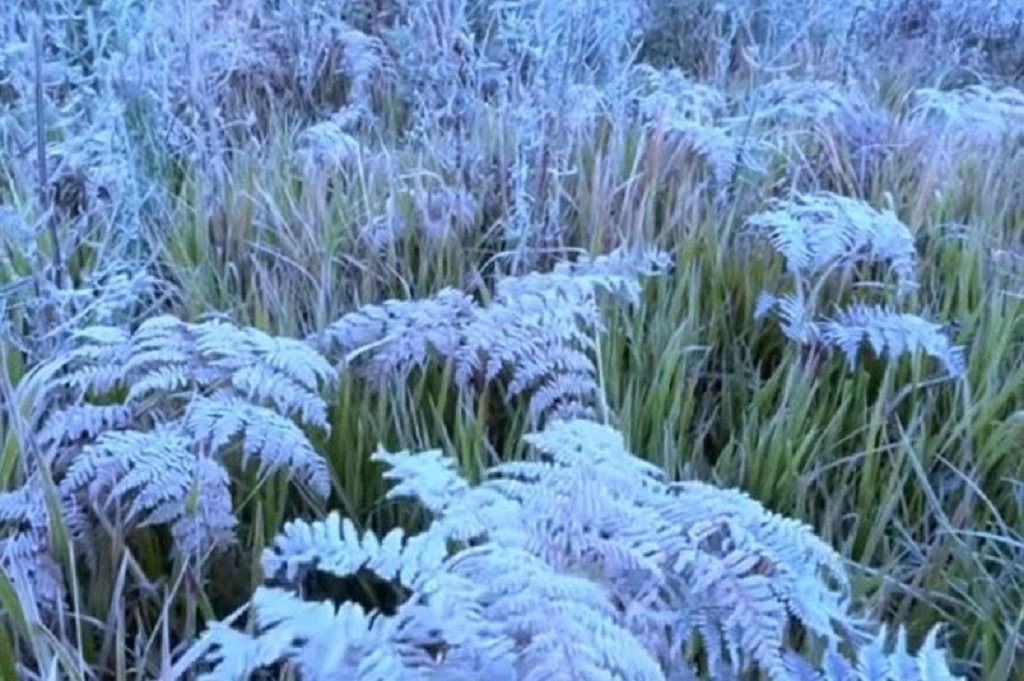 Fenomena Embun Beku bak Salju di Gunung Bromo, Suhu Ekstrem Capai 0 Derajat Celsius