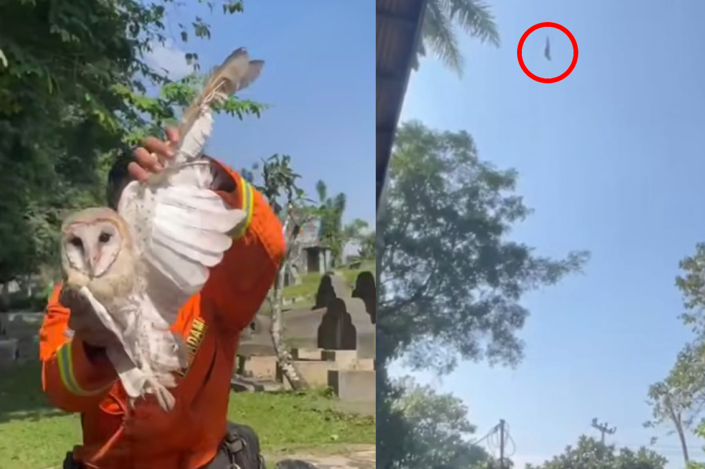 Viral Damkar Kabupaten Cianjur Selamatkan Burung Hantu dengan Bermain Layangan, Netizen Sebut Tak Perlu Anggaran, Akal Sehatpun Cukup