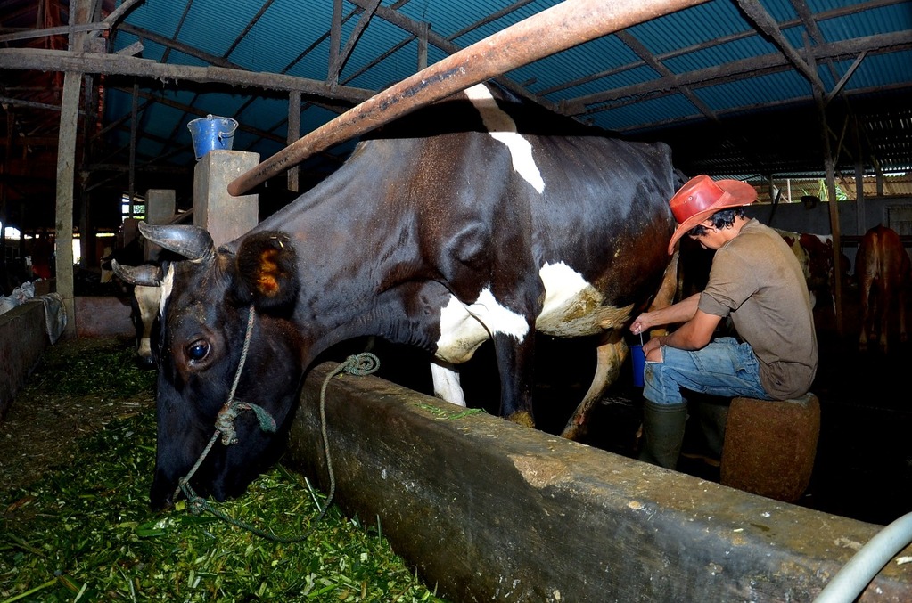 Kisah Pengusaha Pakan Ternak dari Ponorogo yang Sukses Berkat KUR BRI