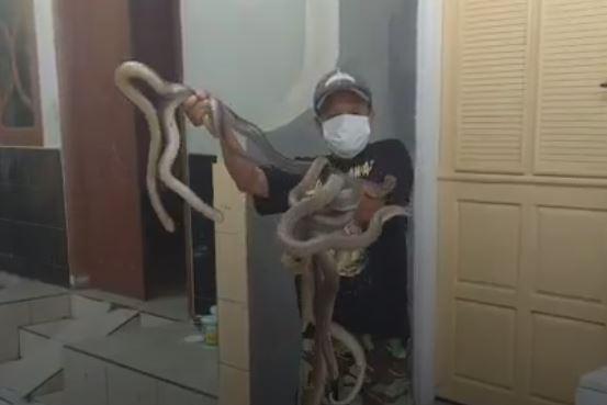 Kisah Pawang Ular di Purworejo Racik Darah dan Sumsum Kobra jadi Jamu, Berani Coba?