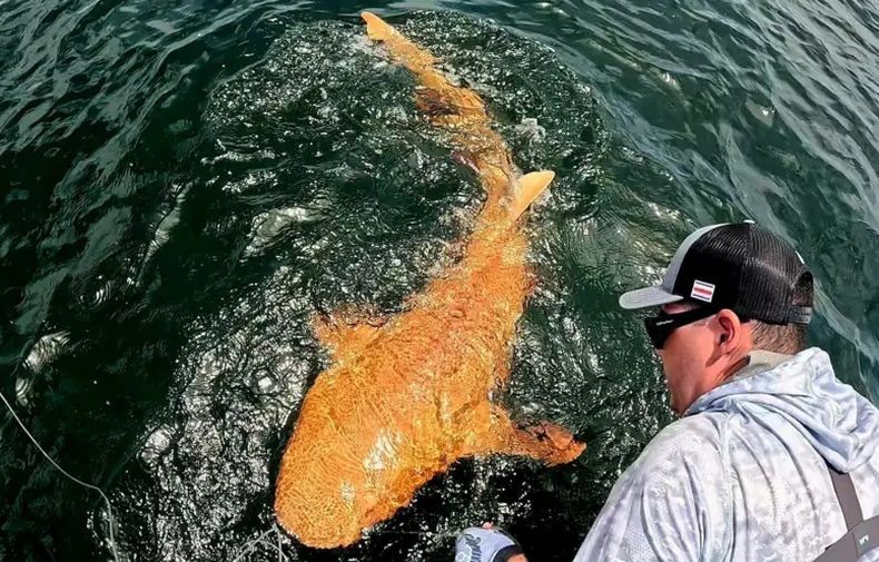  Menakjubkan, Ikan Hiu Ini Berwarna Oranye