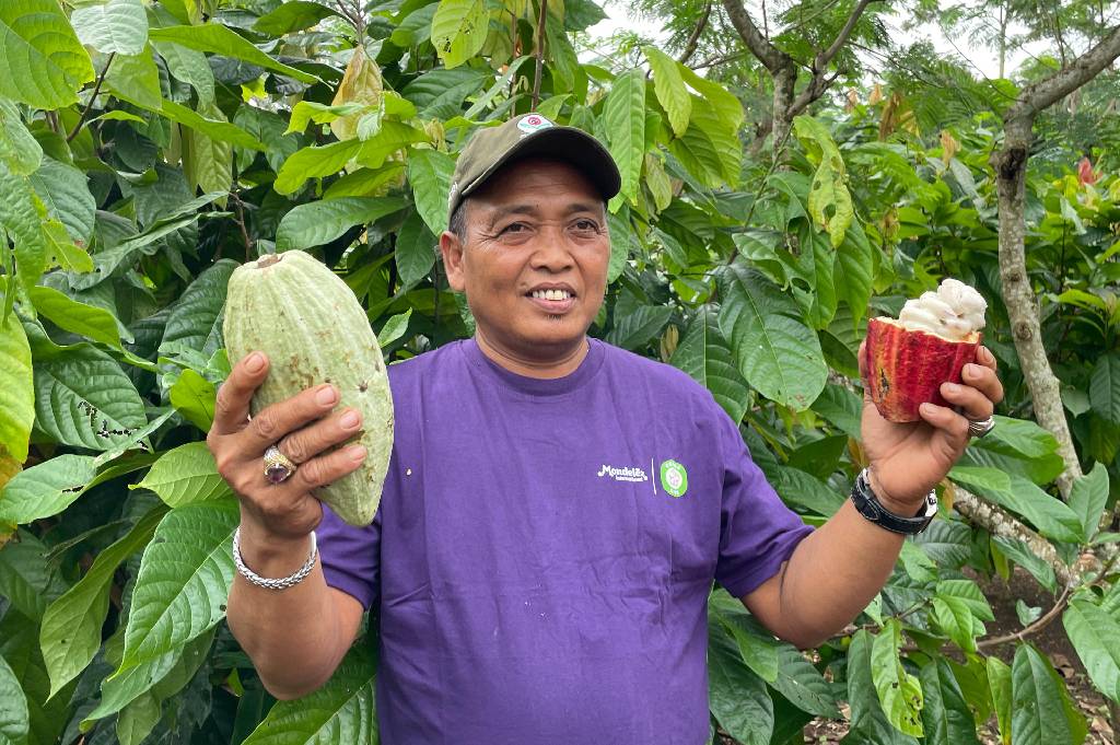 Keseruan Main ke Kebun Kokoa di Lampung, Hasil Panen Melimpah Bikin Petani Makmur