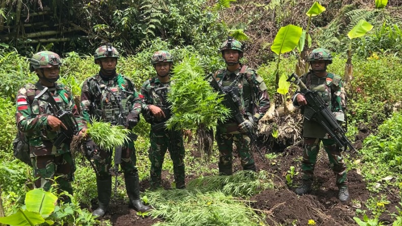 Satgas Pamtas RI-PNG Musnahkan 297 Pohon Ganja di Pegunungan Bintang Papua
