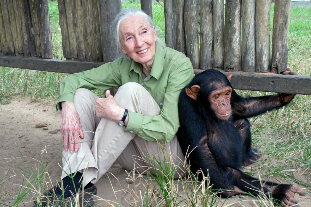 Kabar Duka, Ahli Primata Jane Goodall Meninggal Dunia di Usia 91 Tahun