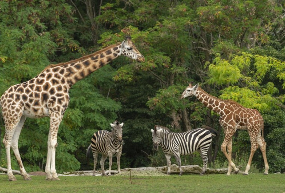 Harga Tiket Taman Safari Bogor 2025 Terbaru, Mulai dari Rp150.000