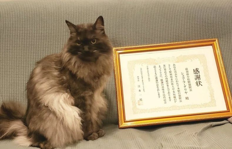 Chocolat, Kucing Kepala Stasiun KRL di Jepang Pensiun Setelah Bertugas 6 Tahun