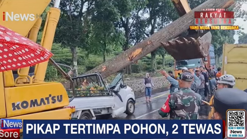 Pohon Besar Tumbang Timpa Pikap Bermuatan Nanas di Subang, 2 Orang Tewas Terjepit