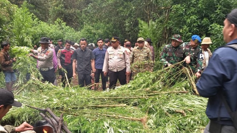 Polisi Ungkap Ladang Ganja di Perbukitan Karo, 400 Batang Dimusnahkan