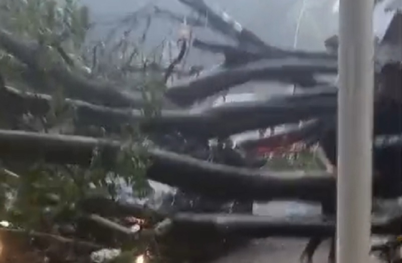 Kesaksian Warga Lihat Pohon Tumbang di Dharmawangsa Jaksel, sempat Dengar Patahan Batang Sebelum Ambruk