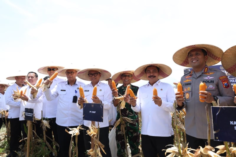 Menteri Imipas Panen Jagung di Sidoarjo, Dorong Ketahanan Pangan Nasional